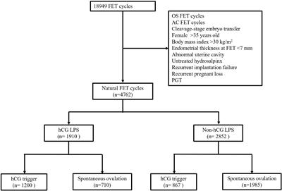 Use of hCG for luteal support in natural frozen–thawed blastocyst transfer cycles: a cohort study